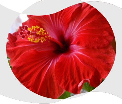 Hibiskusbl�te2a